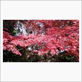 近くで紅葉を楽しみました