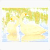 🦢白鳥の郷 観察レポートN ...