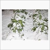 雪が降った