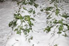 雪が降った