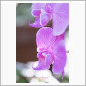 晩秋の花 Ⅱ 2020