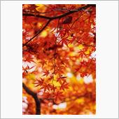 紅葉の見納めは、リーズナブル ...