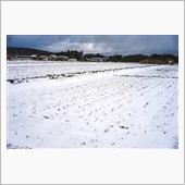 数年ぶりに雪が積もりました