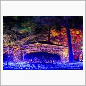 本日の森林公園　～『スターラ ...