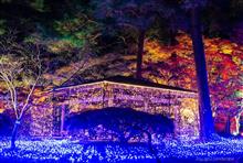 本日の森林公園　～『スターライトイルミネーション2020 ～光と森のStory 最終章～』 編 ～