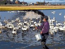 🦢白鳥の郷 観察レポートNo.2『白鳥の餌やり編』🦢