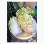 白菜。