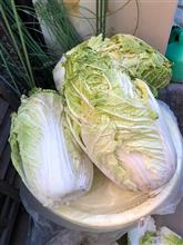 白菜。
