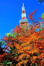 東京・芝公園もみじ谷　東京タワー