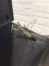 我家の蟷螂（カマキリ）