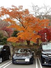 「鬼滅の刃」ブームに乗っかってみたら、予期せぬ紅葉にも出会えたりしました(^^ゞ