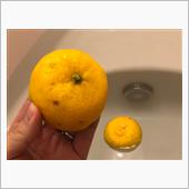 ゆず湯に入ったよ