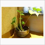 今年最後の割烹と試乗