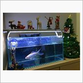 Merry X’mas