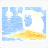 🦢白鳥の郷 観察レポートN ...