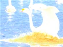 🦢白鳥の郷 観察レポートNo.3 『白鳥飛翔編』🦢