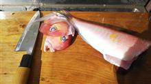 釣れたお魚を調理してみたよ！？(甘鯛・真鯛調理編)