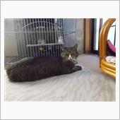 今日のカクテル。