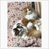 我が家の巨大毛玉ちゃんズ