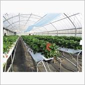 毎年恒例のいちご狩り