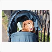 愛犬と一緒に　2020