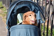 愛犬と一緒に　2020