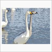 🦢白鳥の郷 観察レポートN ...