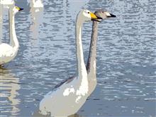 🦢白鳥の郷 観察レポートNo.4『オオハクチョウ編』🦢 🦢白鳥の郷 観察レポートNo.4『オオハクチョウ編』🦢