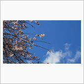 狂い咲く 初冬の桜 青い空