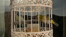 鳥心と冬の空