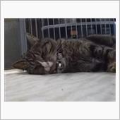 今日のカクテル。