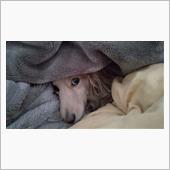 挙動不審の理由     #犬 ...