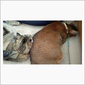 密      #猫 #アッピ ...
