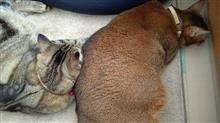 密      #猫 #アッピー #アビシニアン #ゆめ #アメショー #犬 #ハッピー #ミニチュアダックスフント #密 #仲良し