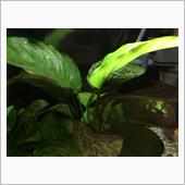 水草 アヌビアス・バルテリー ...