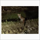 キツネの足跡比較