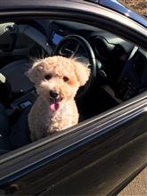 愛犬「まめ」 29.  筑波山の近くまでドライブ