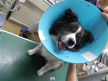 モモさんのかかりつけ医からの手紙
