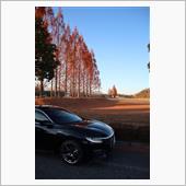 メタセコイアが紅く染まって・ ...