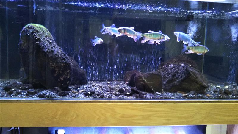 アクロ TRIANGLE LED GROW 600 3000lm 60cm水槽 照明 水草育成