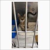 師走に猫を保護。