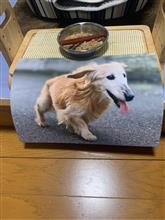 追悼 愛犬旅立ち
