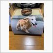 追悼 愛犬旅立ち