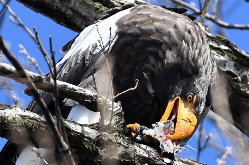 カタログギフトも！ これ以上のオオワシ、撮れちゃいました｜成田のオッサンのブログ 芸術写真