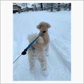 実写版　鬼滅の犬牙　金沢雪中 ...