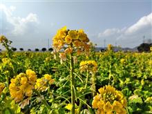 道の駅ベイファーム笠岡の菜の花畑