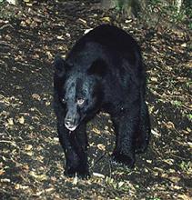 困ったクマにドングリで大論争　「ビーガン」団体の活動に生態系破壊懸念の声
