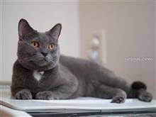 愛猫撮影用に新しいレンズを買ってみた