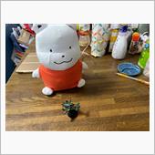 ついに昼間も自粛とか…