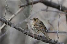 近所で鳥撮り